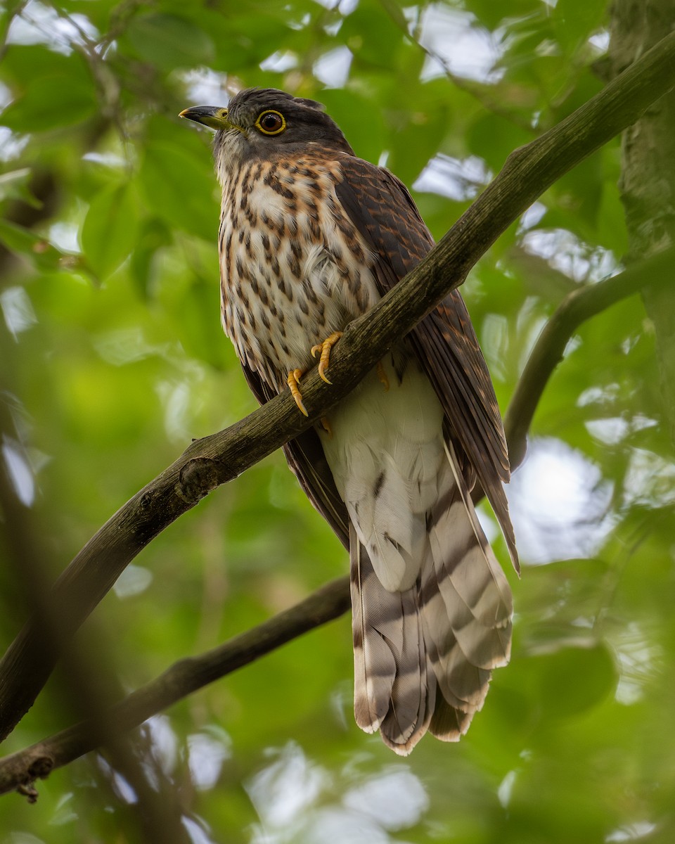 Hodgson's Hawk-Cuckoo - Yifei Zheng
