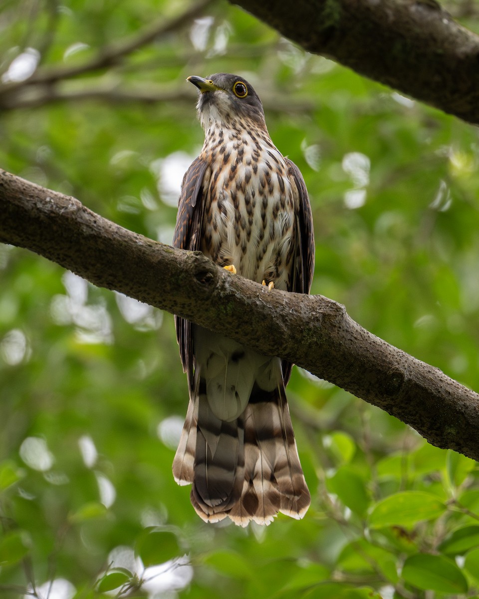 Hodgson's Hawk-Cuckoo - Yifei Zheng