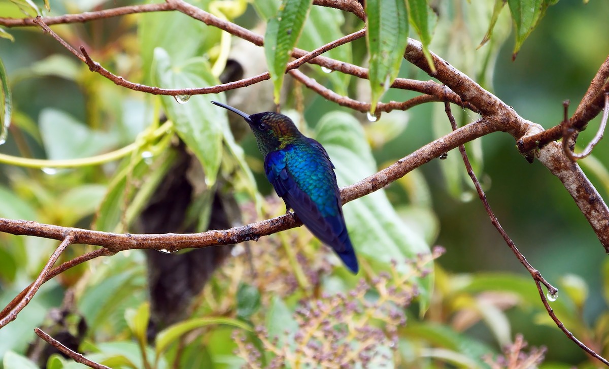 アオボウシモリハチドリ（colombica／rostrifera） - ML611932079