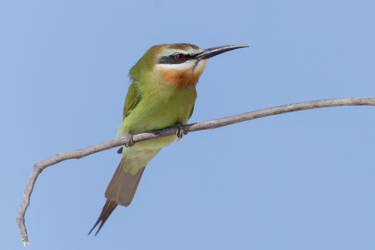 Madagascar Bee-eater - ML611932134