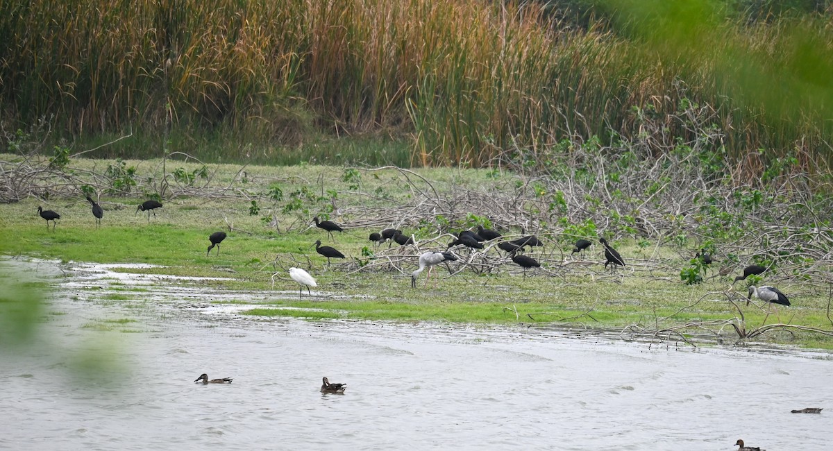 Asian Openbill - ML611932163