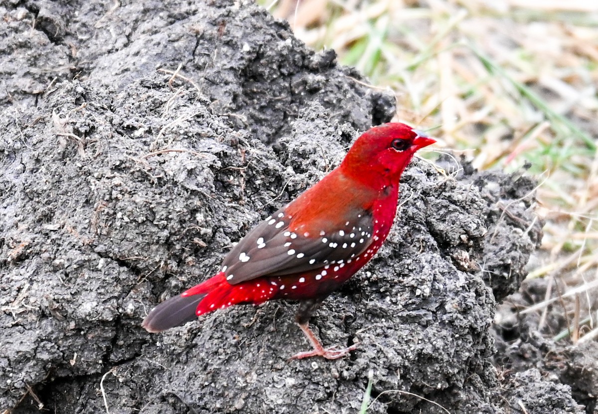 Red Avadavat - ML611932184