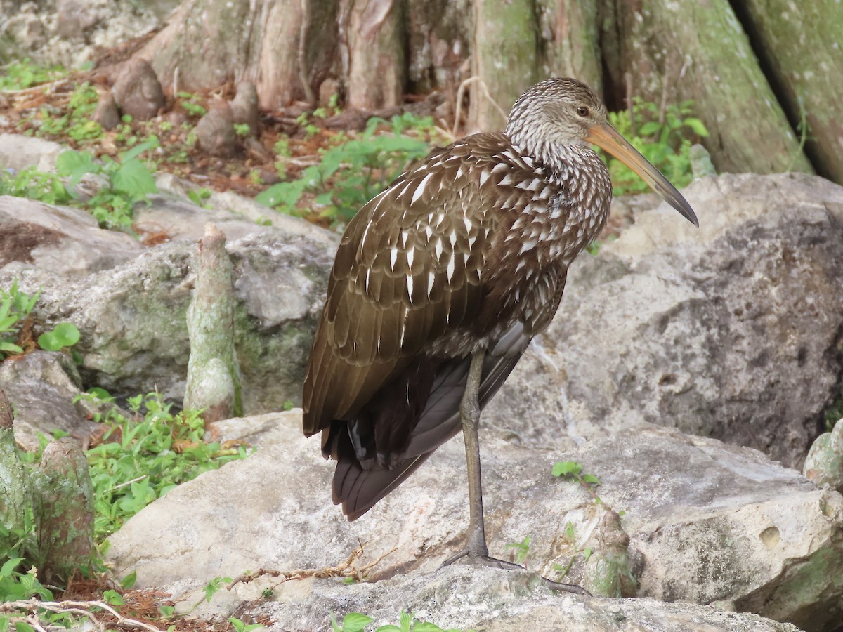 Limpkin - Marjorie Watson