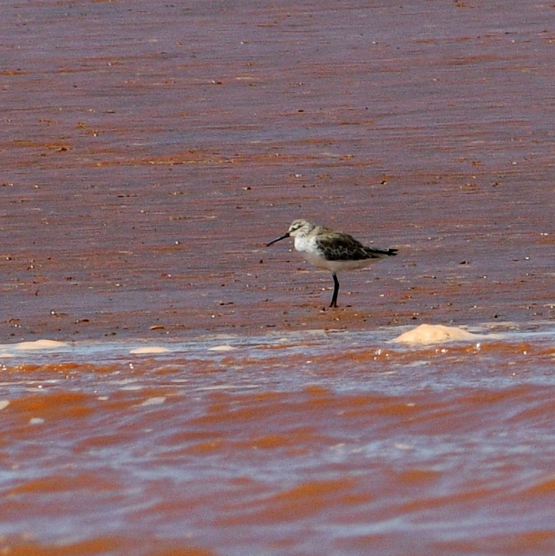 Curlew Sandpiper - ML611932258