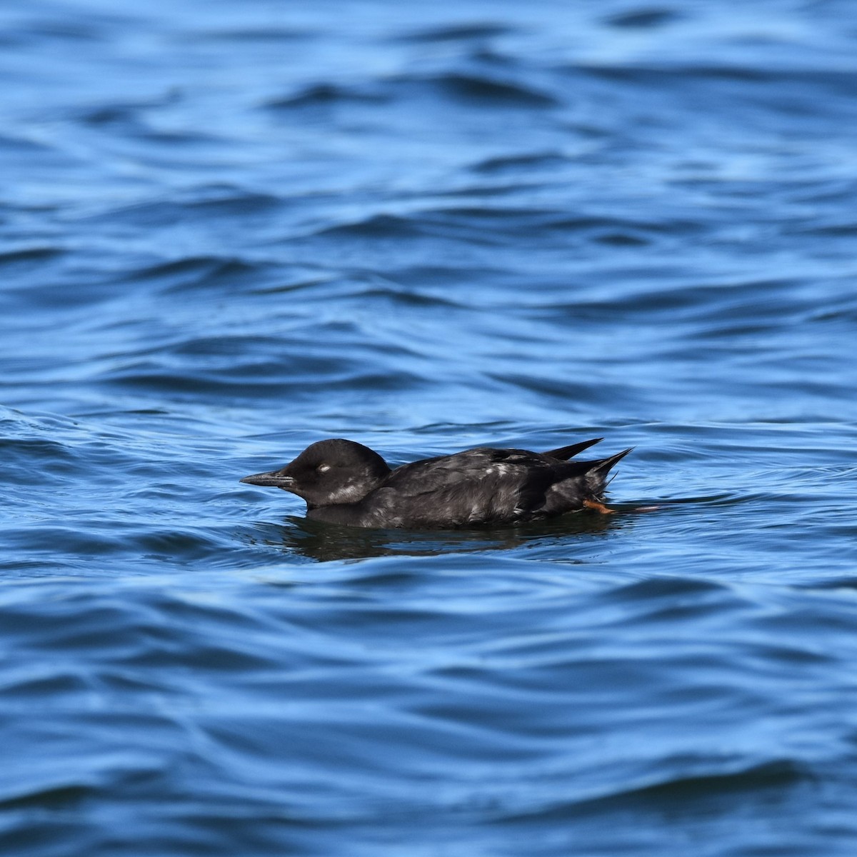 Pigeon Guillemot - ML611932268