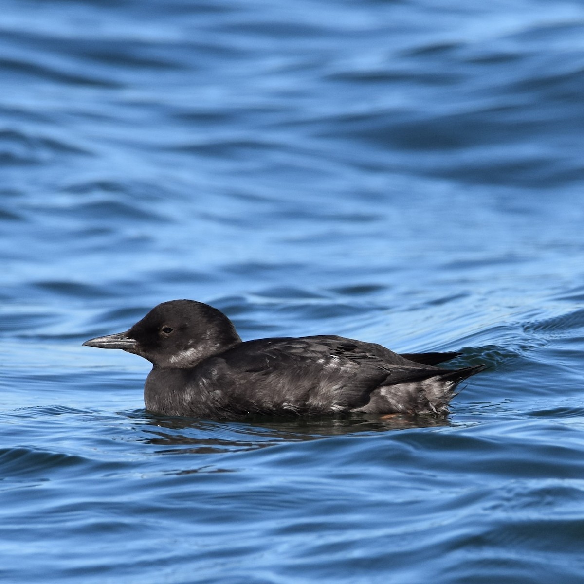 Pigeon Guillemot - ML611932269