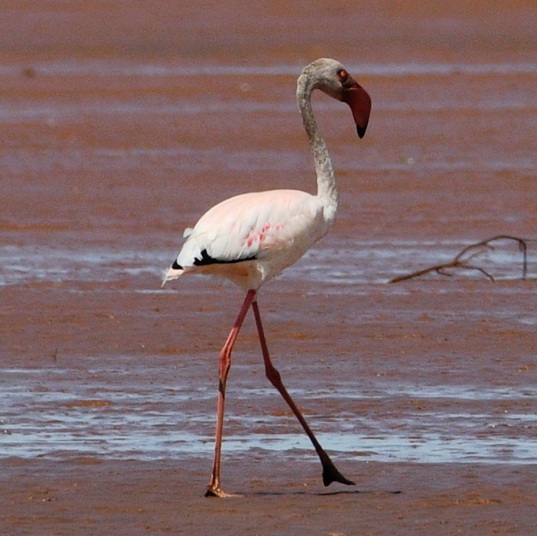 Lesser Flamingo - Jos Simons