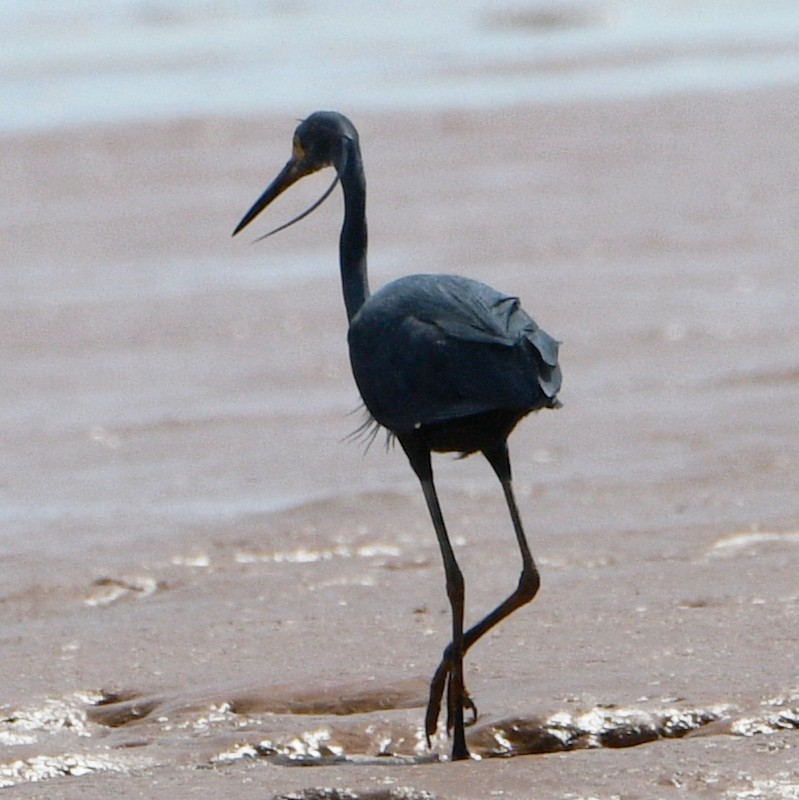 Little Egret - Jos Simons