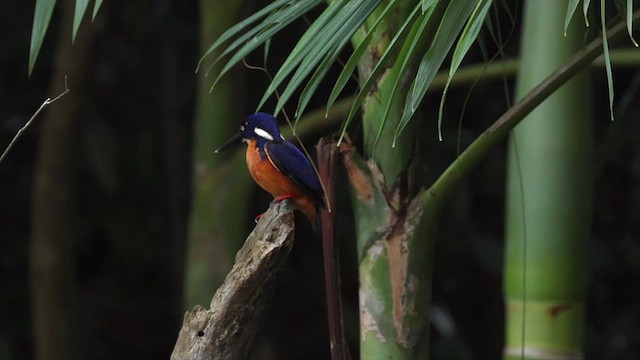 Azure Kingfisher - ML611932296