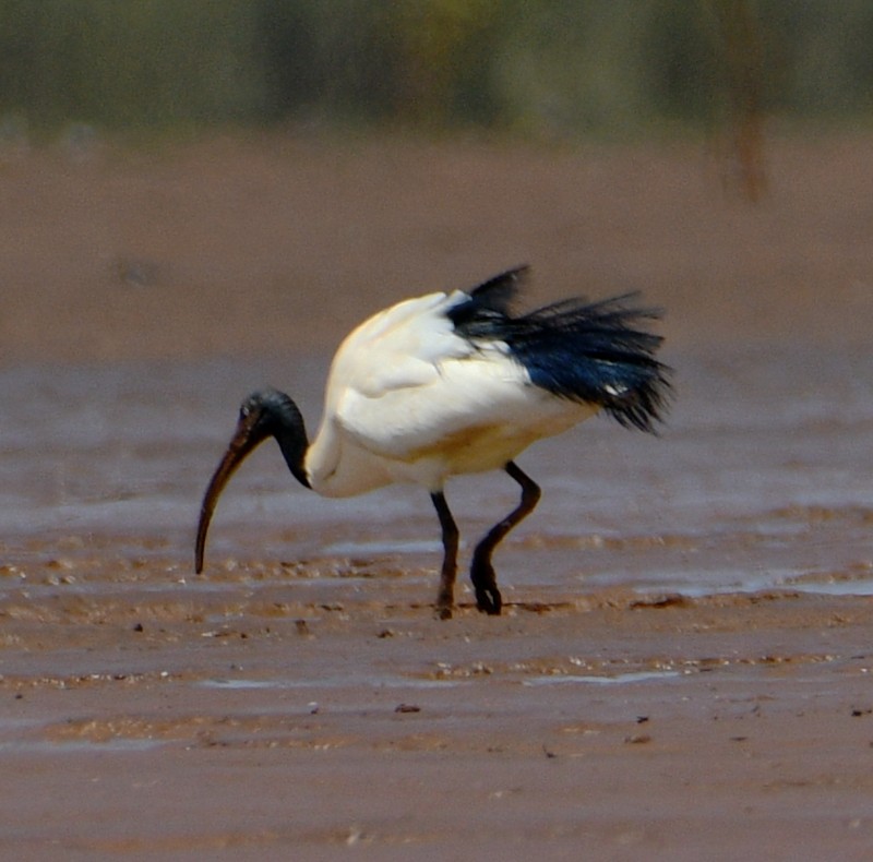 Malagasy Sacred Ibis - Jos Simons