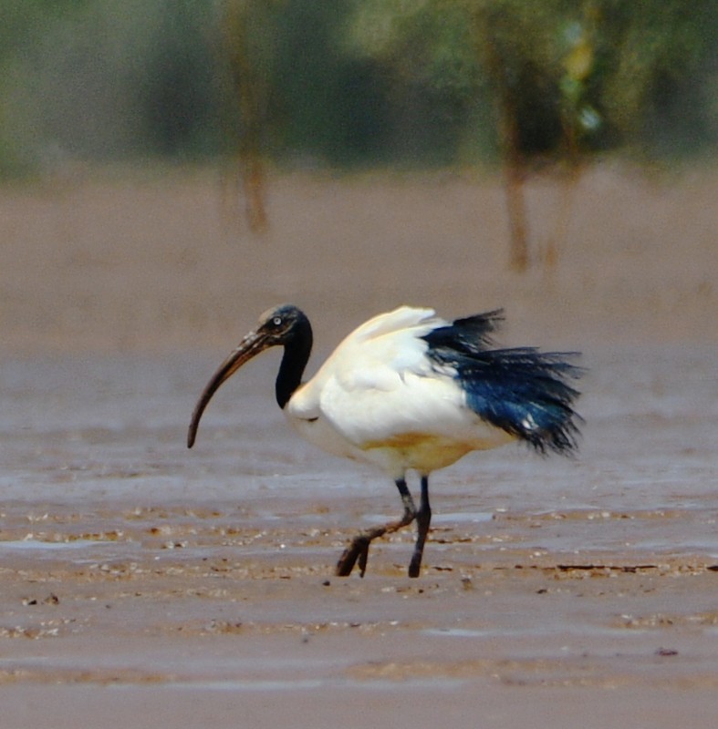 Malagasy Sacred Ibis - Jos Simons