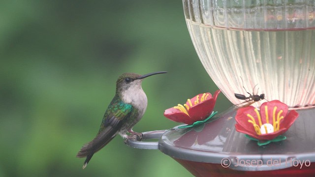 アオボウシモリハチドリ（colombica／rostrifera） - ML611932301