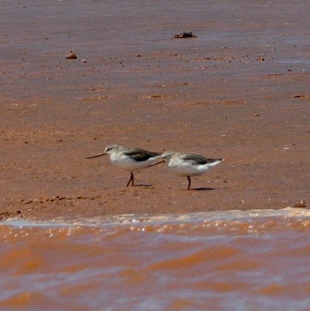 Terek Sandpiper - Jos Simons