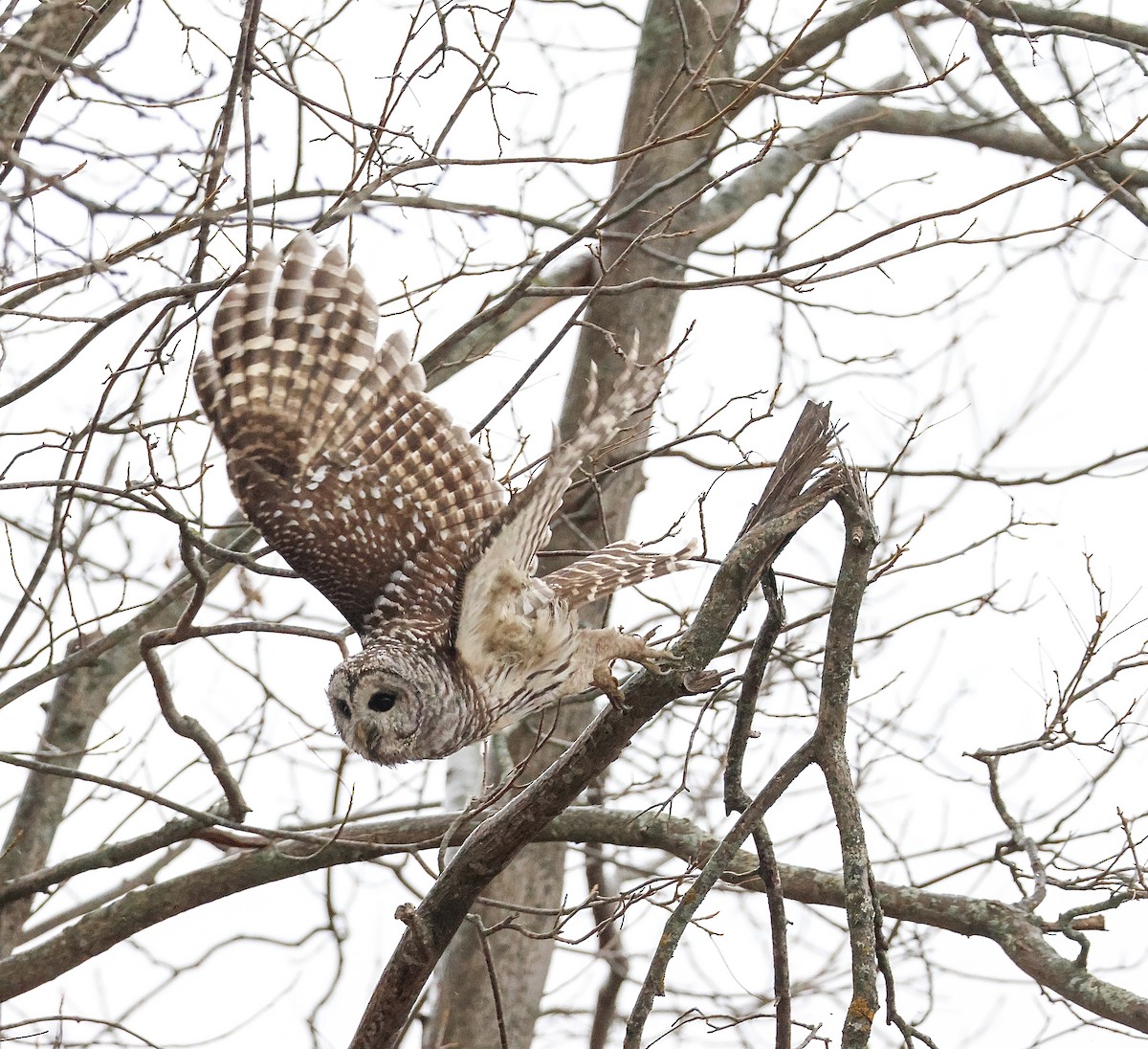 Barred Owl - ML611932327