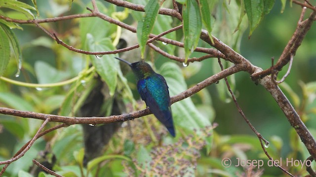 Crowned Woodnymph (Colombian Violet-crowned) - ML611932336