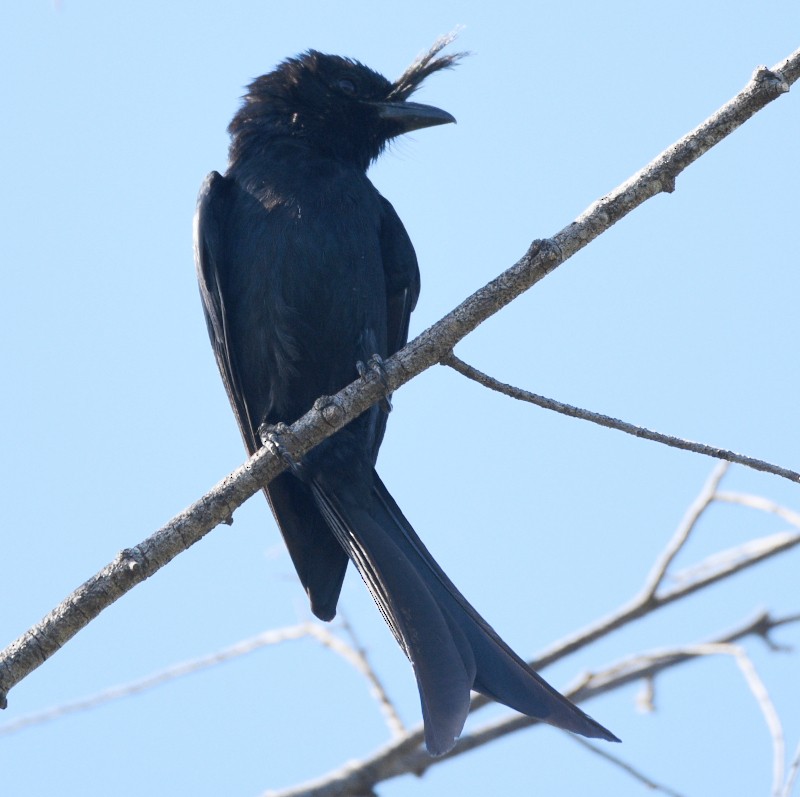 Crested Drongo - ML611932350
