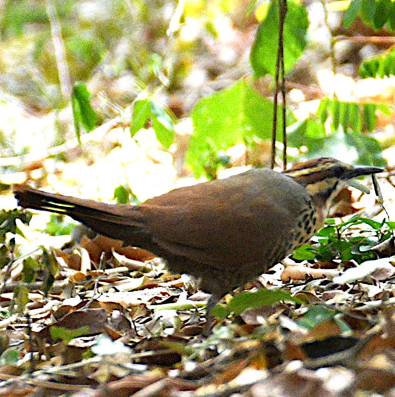 White-breasted Mesite - Jos Simons