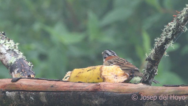 Rufous-collared Sparrow (Rufous-collared) - ML611932412