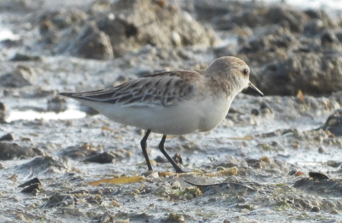 Red-necked Stint - Adrian Walsh