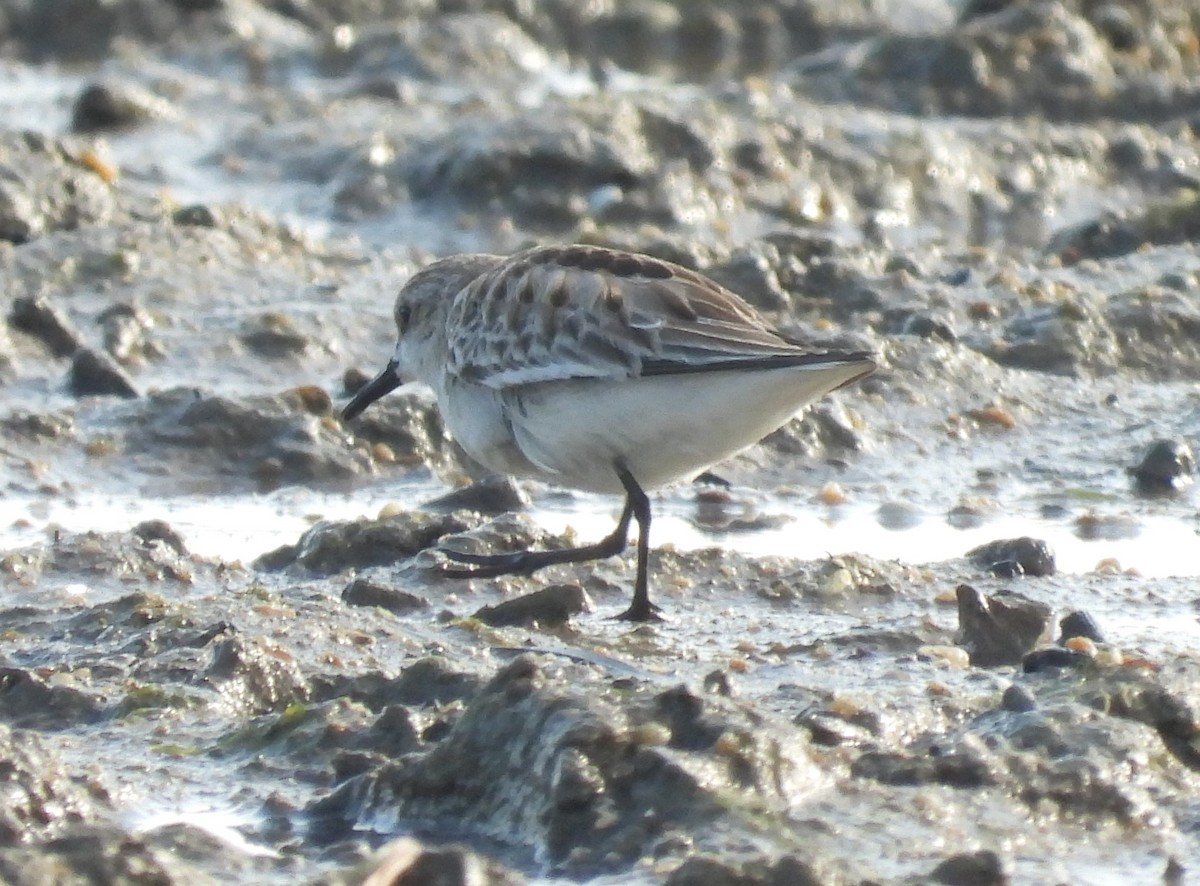 Red-necked Stint - ML611932490