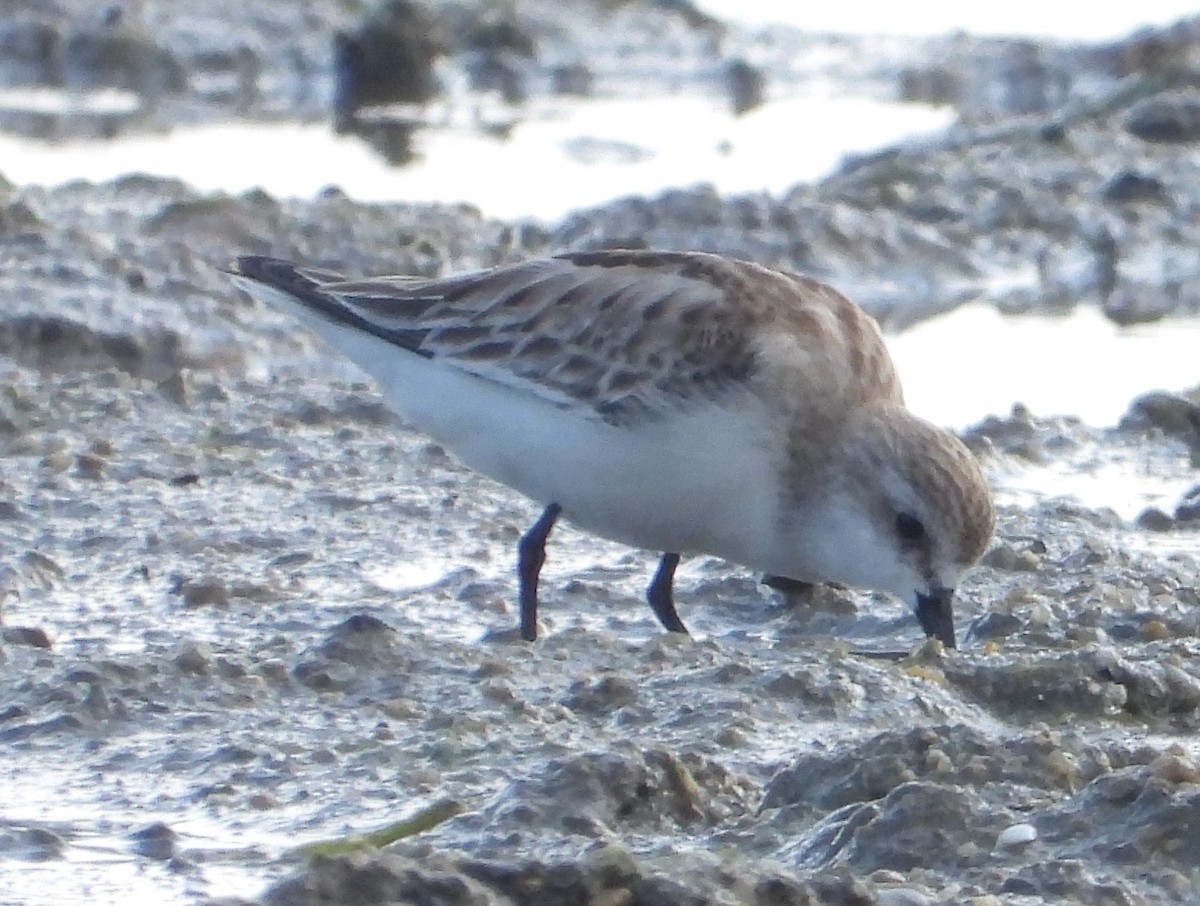 Red-necked Stint - Adrian Walsh