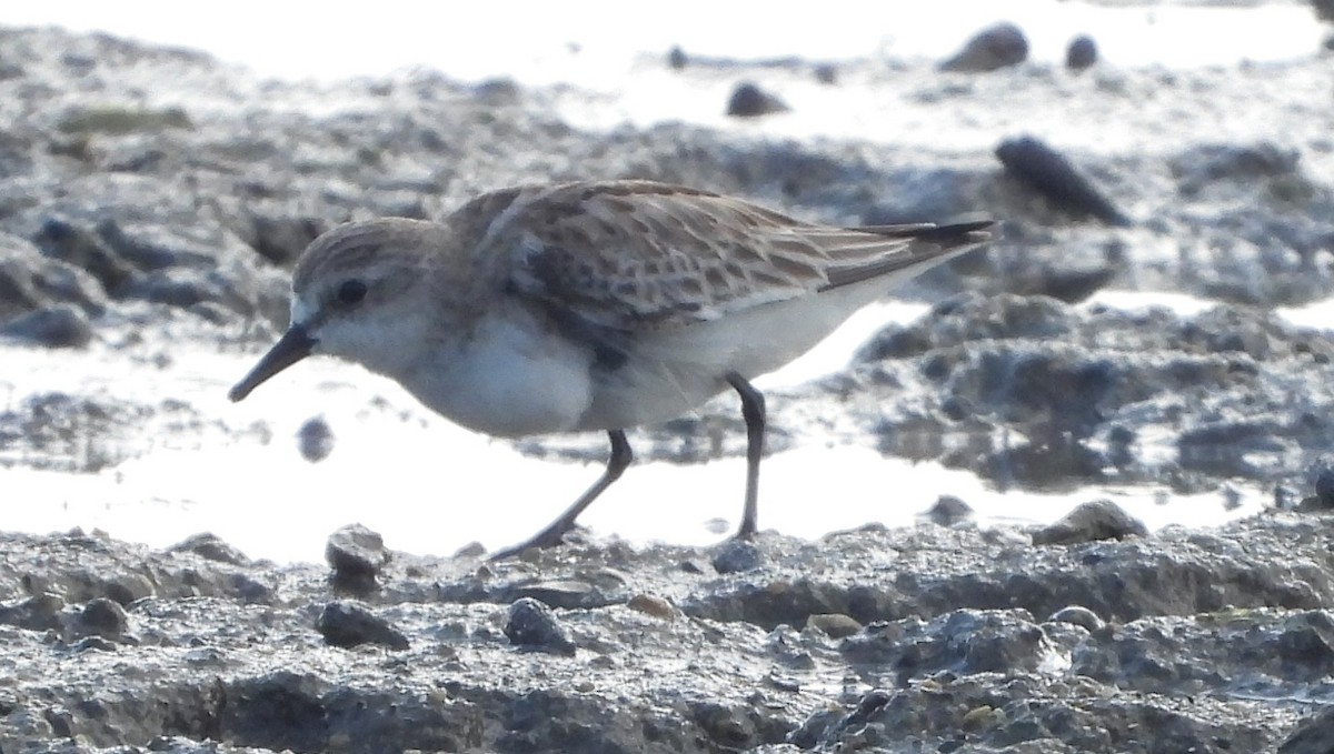 Red-necked Stint - Adrian Walsh