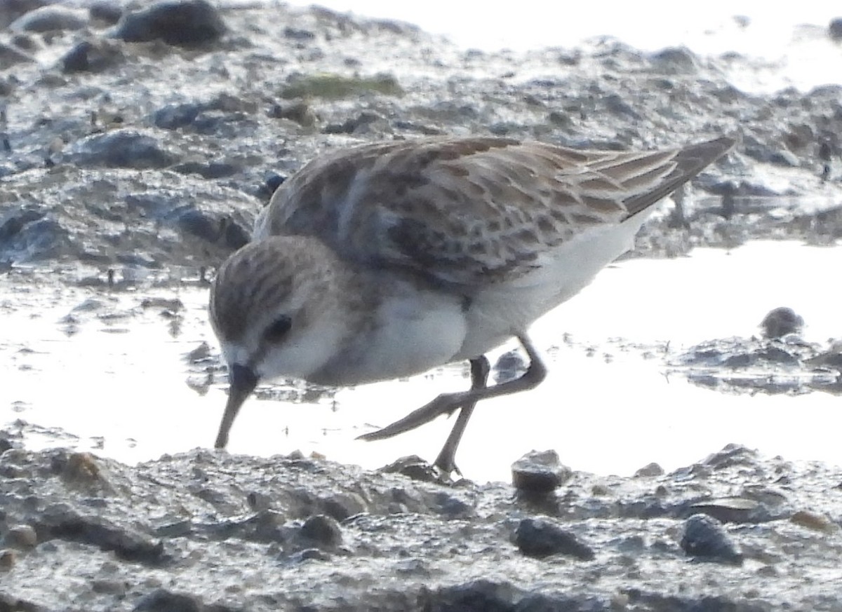 Red-necked Stint - Adrian Walsh