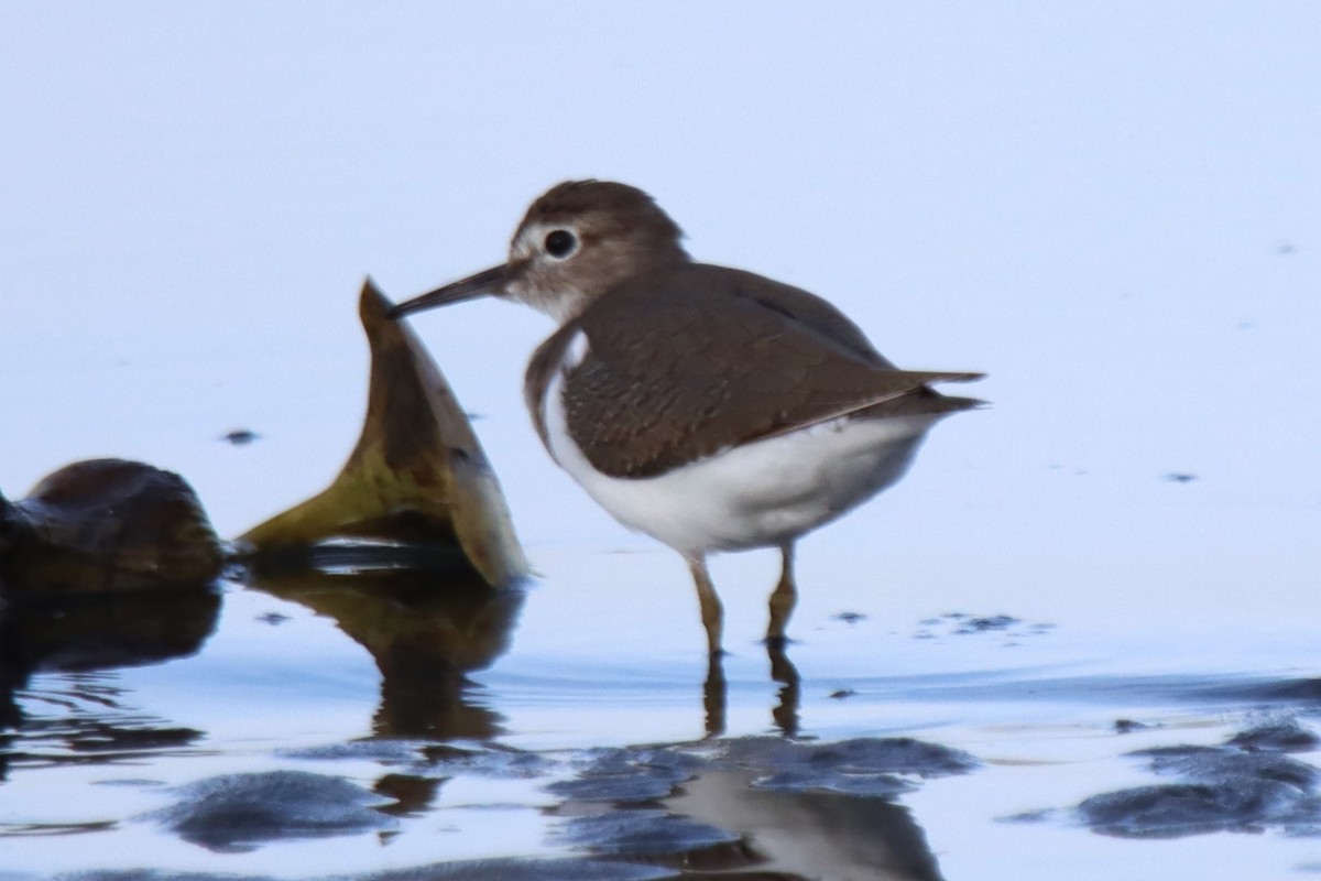 Common Sandpiper - ML611932565