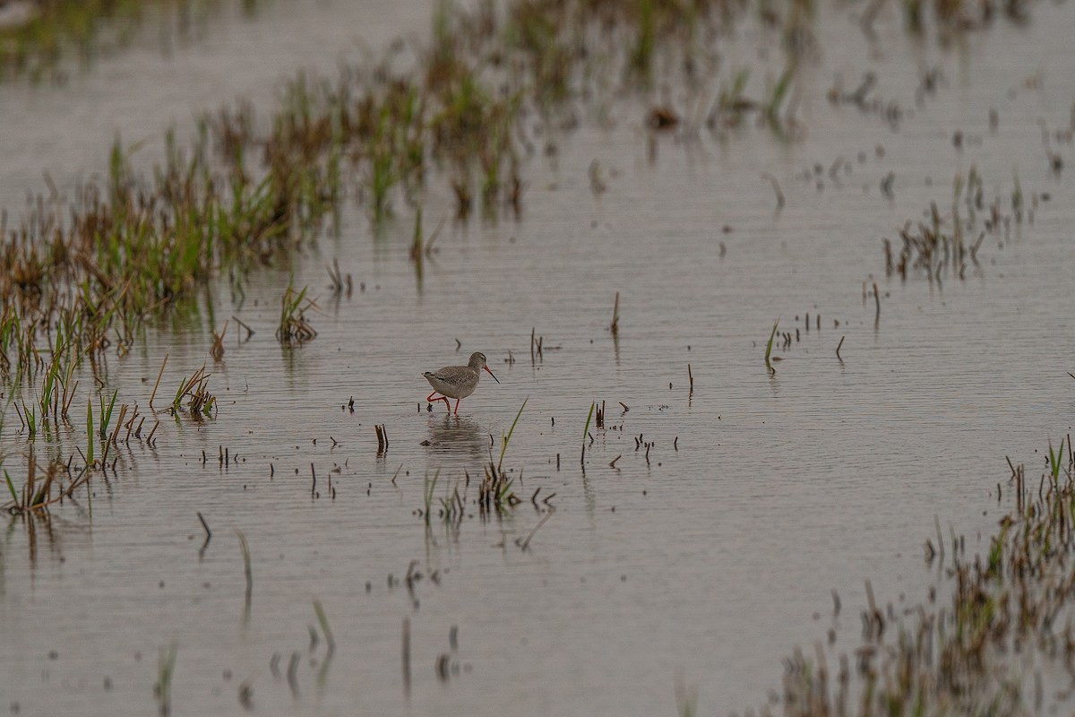 Spotted Redshank - Jonathan Perera