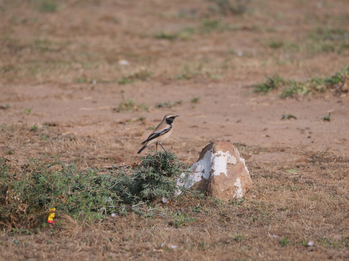 Siberian Stonechat - ML611932745