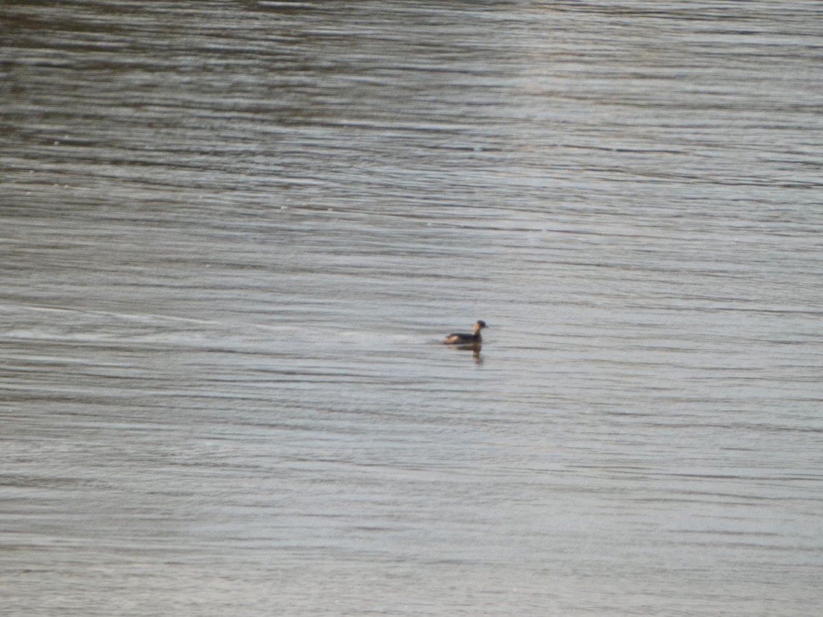 Little Grebe - ML611932829