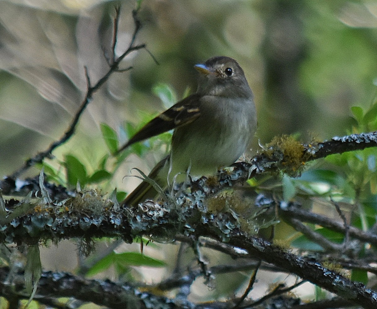 Euler's Flycatcher - ML611932938