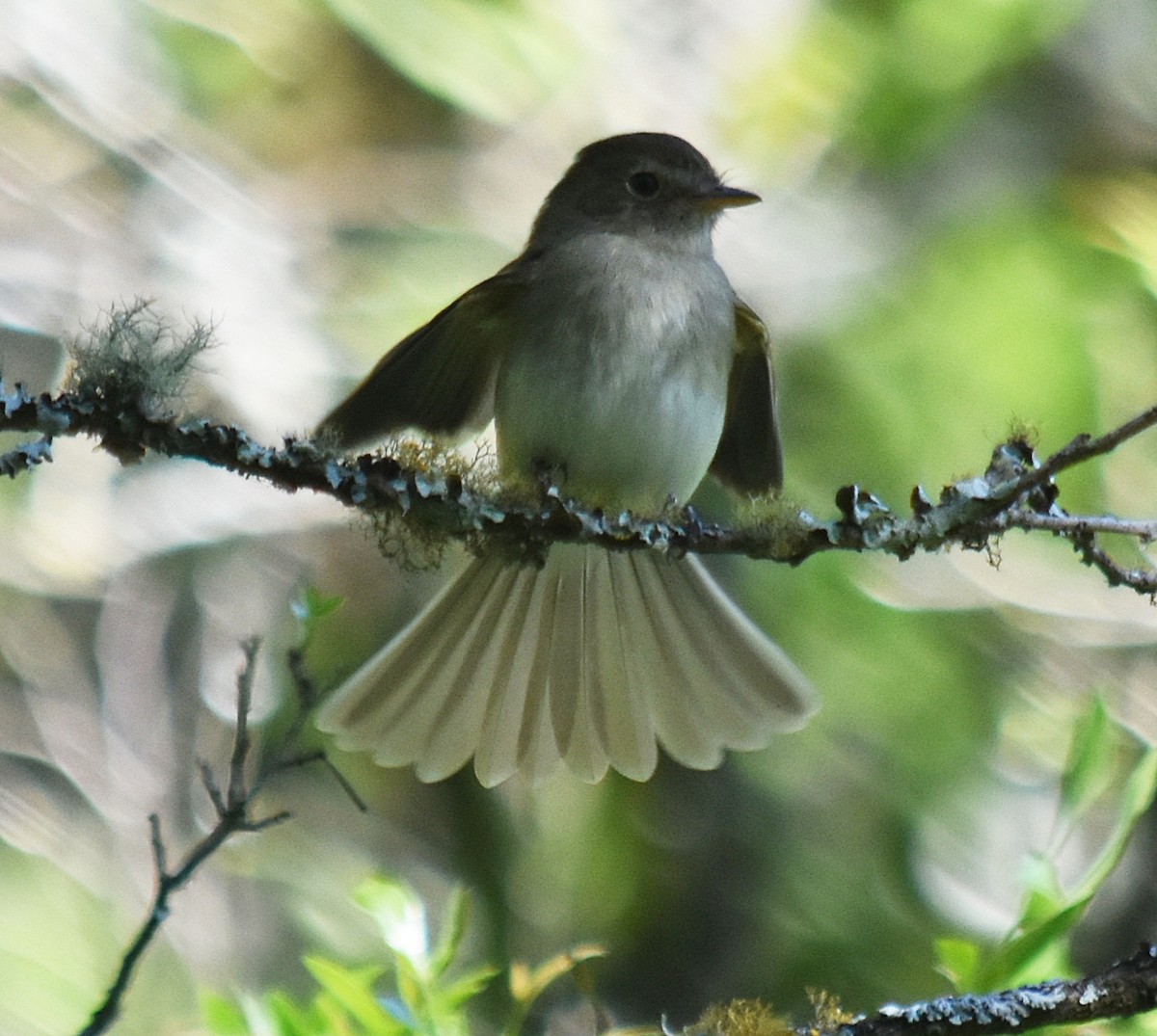 Euler's Flycatcher - ML611932943