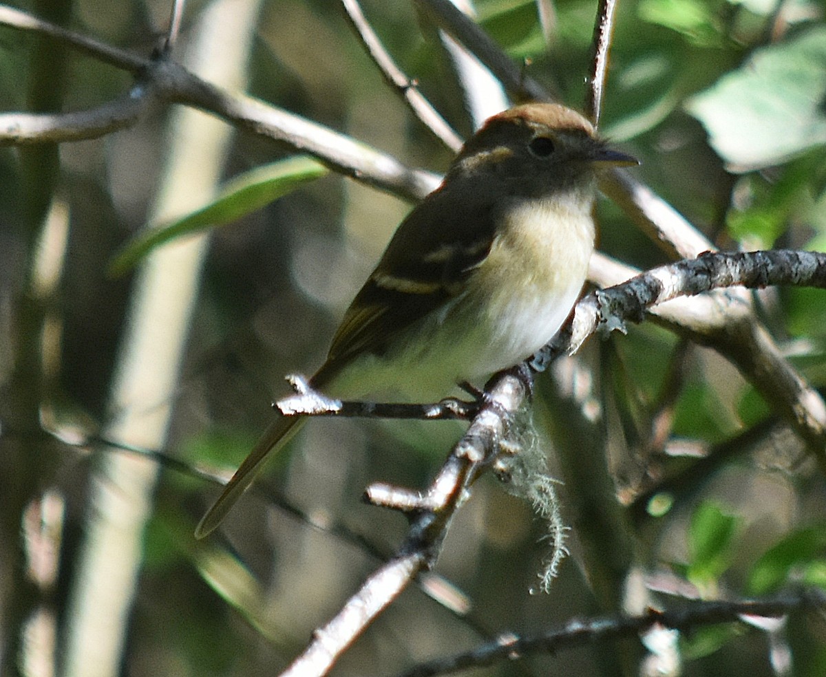 Euler's Flycatcher - ML611932948