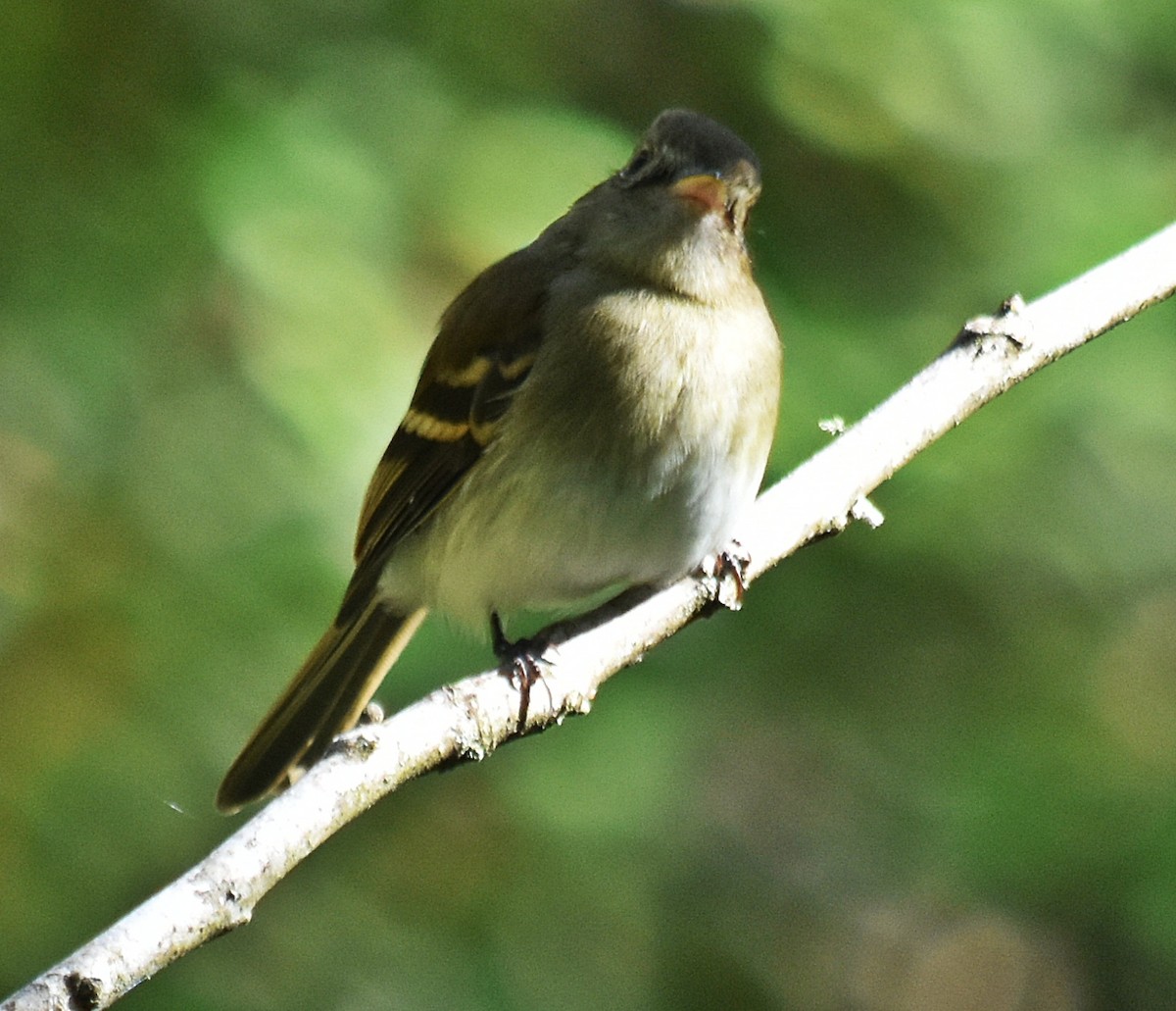 Euler's Flycatcher - ML611932950