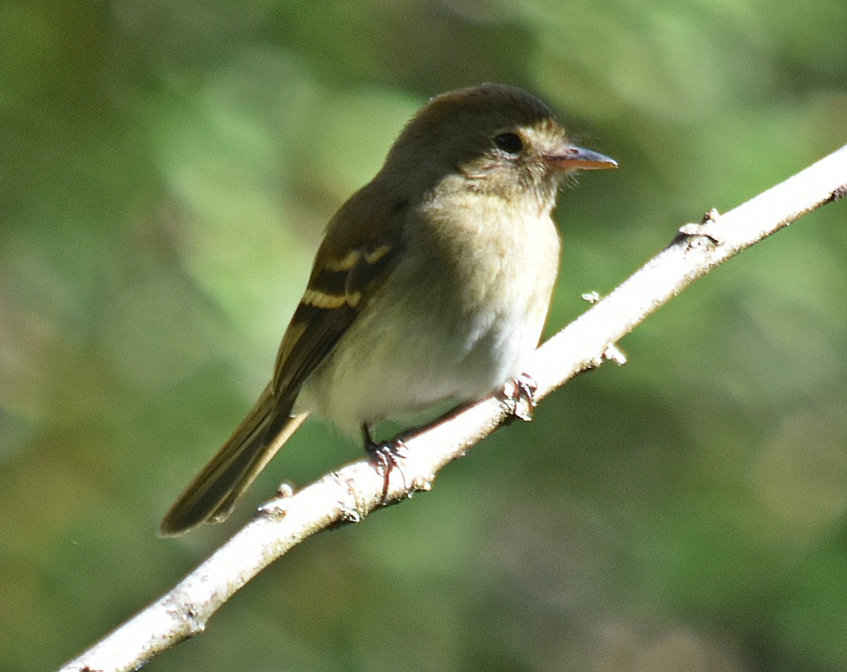 Euler's Flycatcher - ML611932951