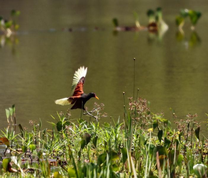 Wattled Jacana - ML611933031