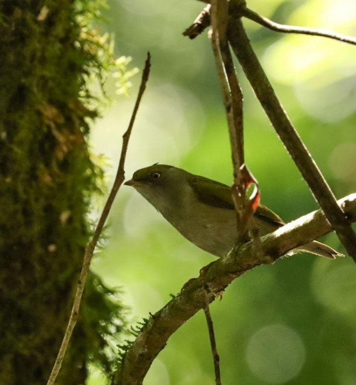 Pin-tailed Manakin - Janaina Souza