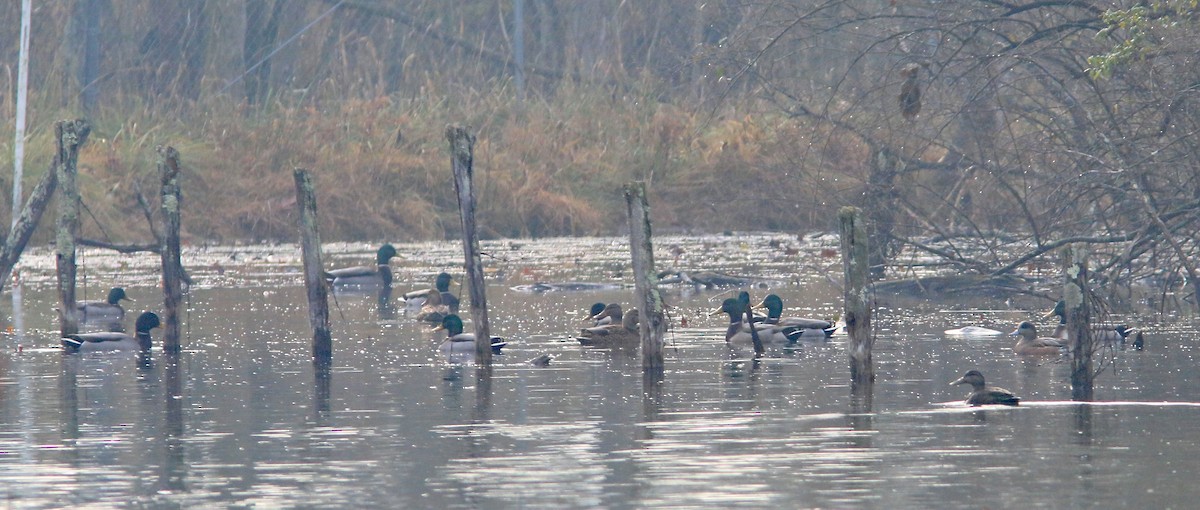 American Wigeon - ML611933062