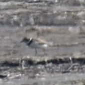 Semipalmated Plover - ML611933129