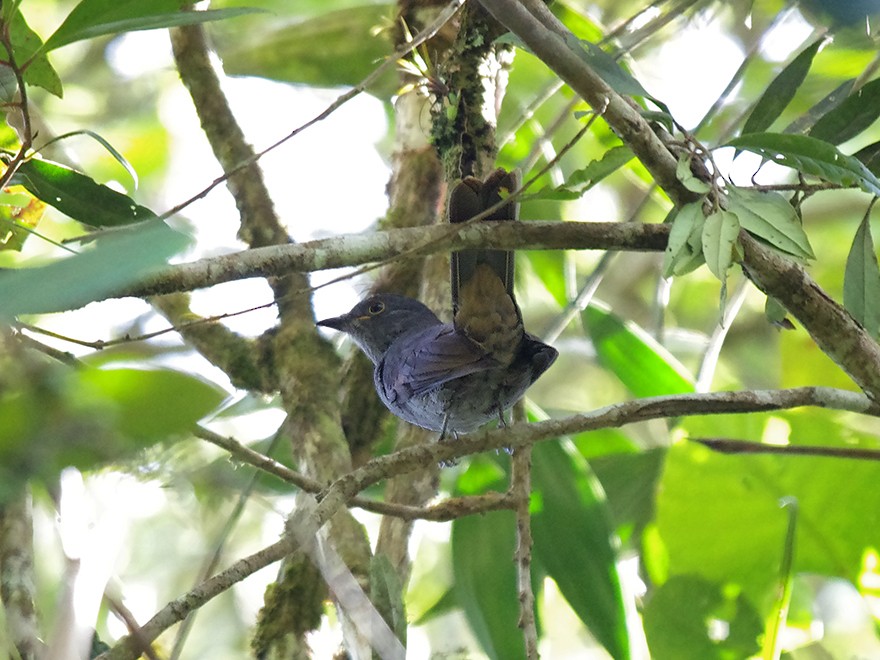 Chestnut-capped Piha - ML611933164