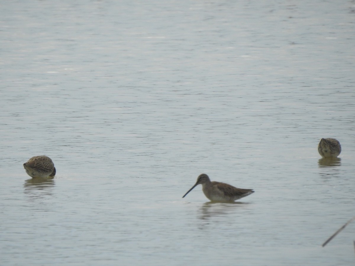 Long-billed Dowitcher - ML611933216