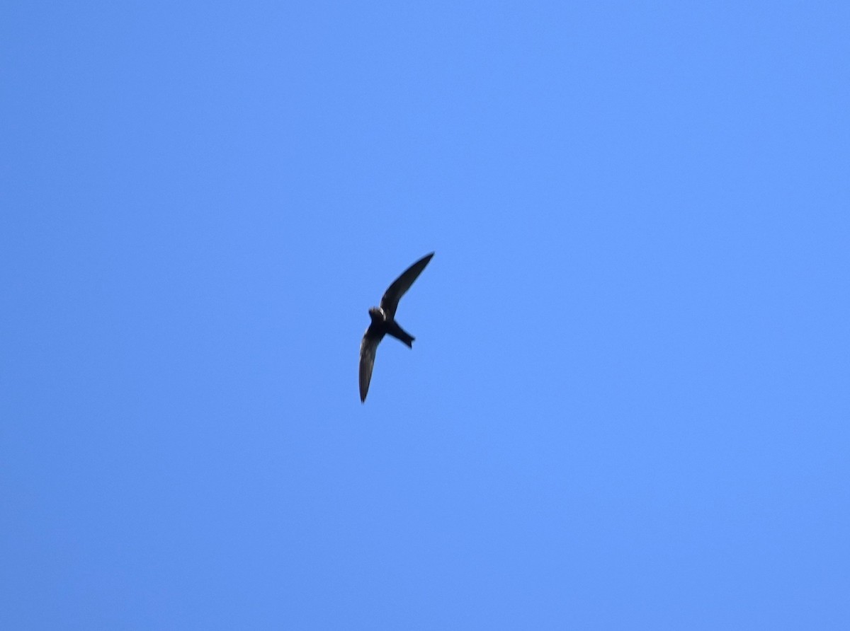 White-collared Swift - Edurne Ugarte