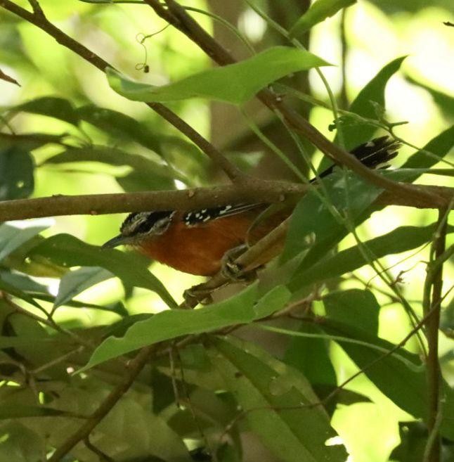 Ferruginous Antbird - ML611933324