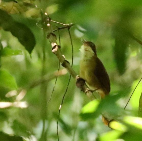 White-eyed Foliage-gleaner - Janaina Souza