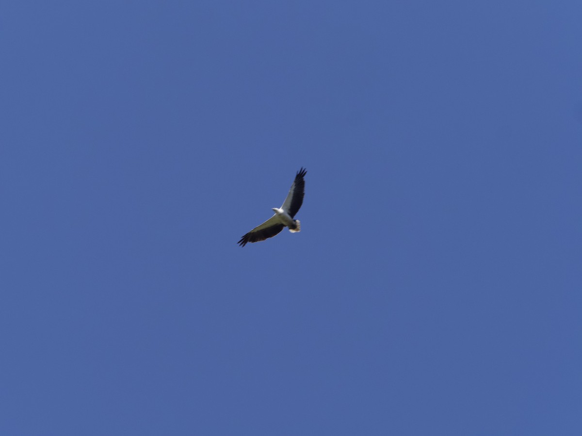 White-bellied Sea-Eagle - ML611933331