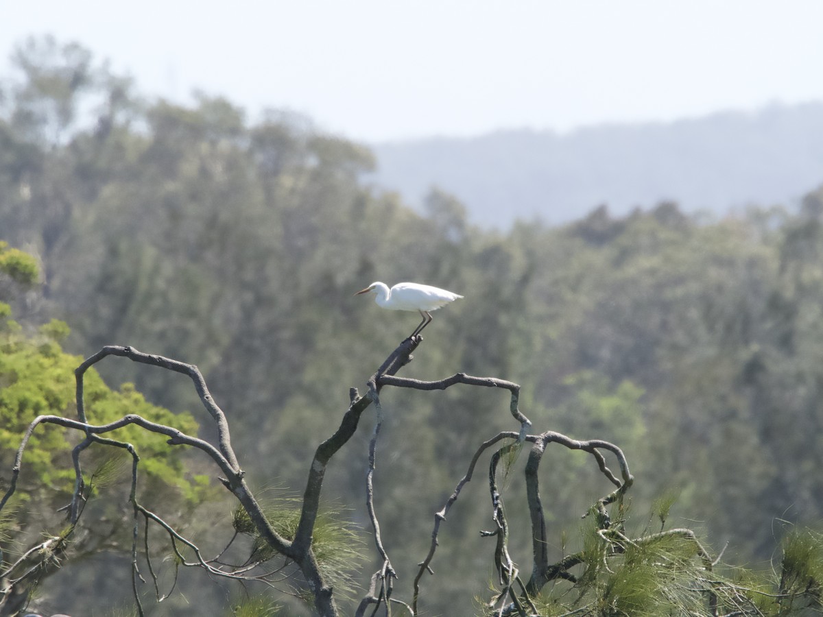 Great Egret - ML611933348