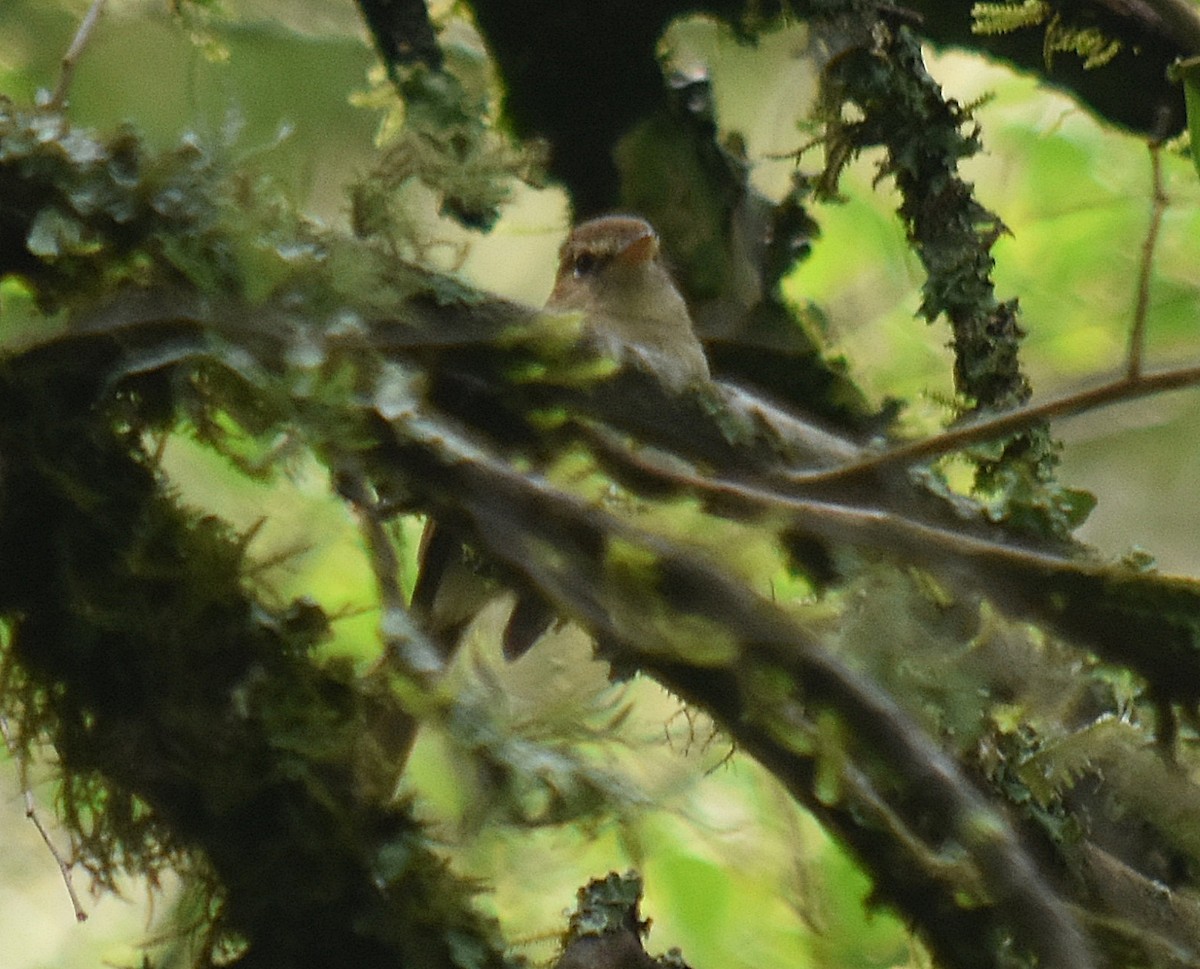 Euler's Flycatcher - ML611933387