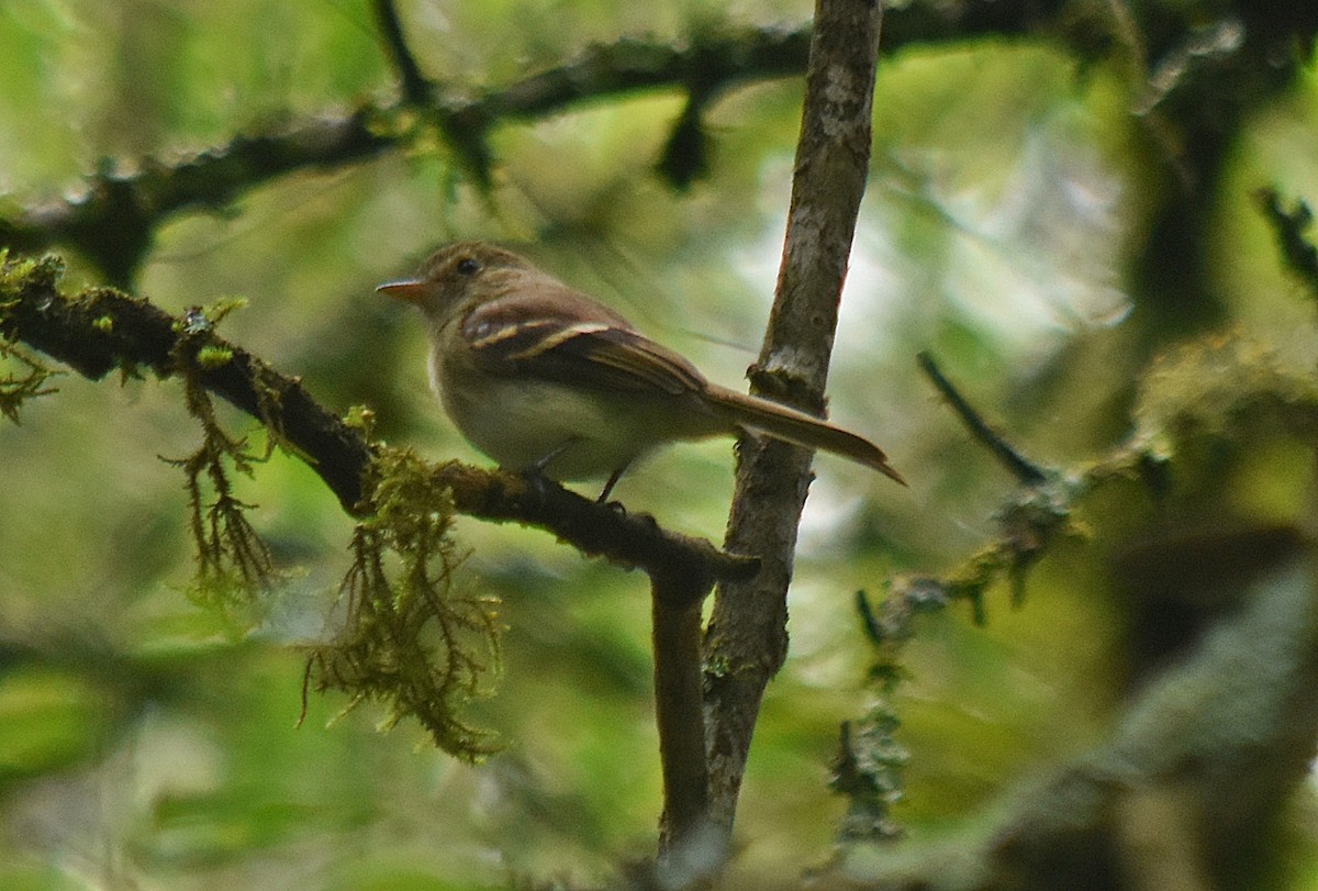 Euler's Flycatcher - ML611933389