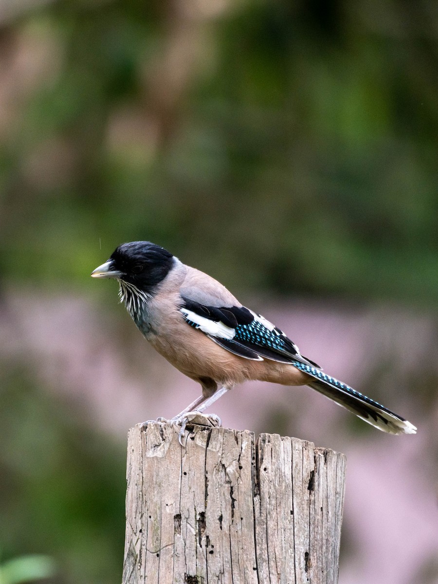 Black-headed Jay - Sunitha Roshan